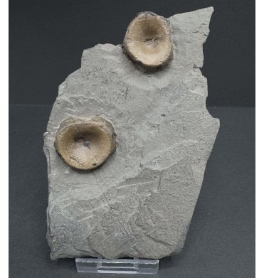 Upper Lias, Lower Jurassic Ichthyosaurus Bone Cluster from Holzmaden, Germany (SKU V7281):- Stenopterygius sp.