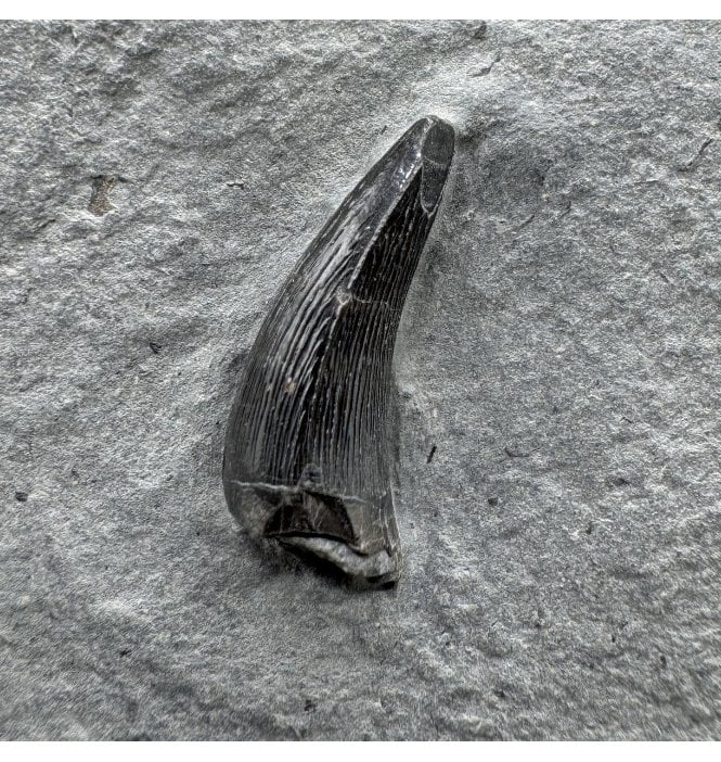 Upper Lias, Lower Jurassic Ichthyosaurus Tooth from Holzmaden, Germany (SKU V8631):- Stenopterygius sp.