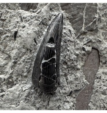 Upper Lias, Lower Jurassic Ichthyosaurus Tooth from Holzmaden, Germany (SKU V8787):- Stenopterygius sp.