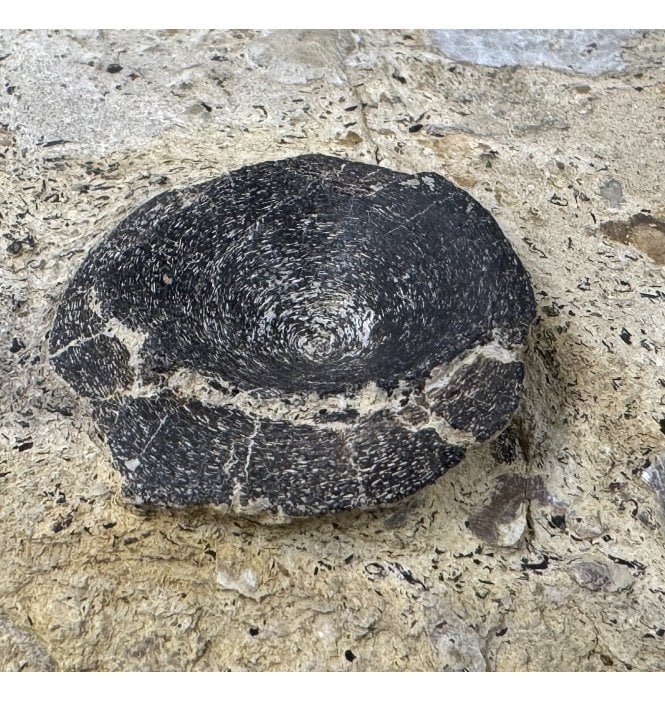 Upper Lias, Lower Jurassic Ichthyosaurus Vertebra from Germany (SKU V5939):- Ichthyosaurus sp.