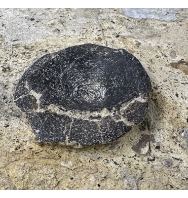 Upper Lias, Lower Jurassic Ichthyosaurus Vertebra from Germany (SKU V5939):- Ichthyosaurus sp.