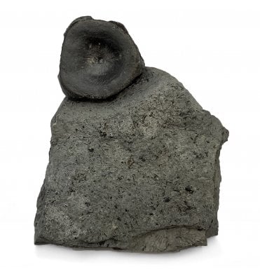 Upper Lias, Lower Jurassic Ichthyosaurus Vertebra from Holzmaden, Germany (SKU V5916):- Stenopterygius sp.