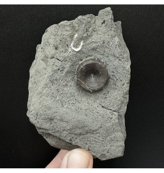 Upper Lias, Lower Jurassic Ichthyosaurus Vertebra from Holzmaden, Germany (SKU V6065):- Stenopterygius sp.