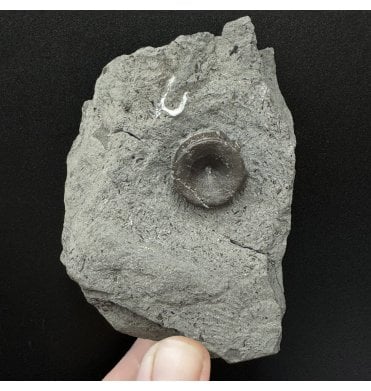 Upper Lias, Lower Jurassic Ichthyosaurus Vertebra from Holzmaden, Germany (SKU V6065):- Stenopterygius sp.