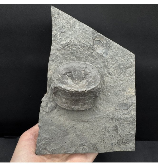 Upper Lias, Lower Jurassic Ichthyosaurus Vertebra from Holzmaden, Germany (SKU V8803):- Stenopterygius sp.