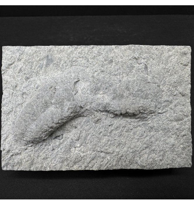 Upper Ordovician Trilobite Resting Trace Fossil (Rusophycus) from Kentucky, USA (SKU T1437):- Rusophycus pudicum