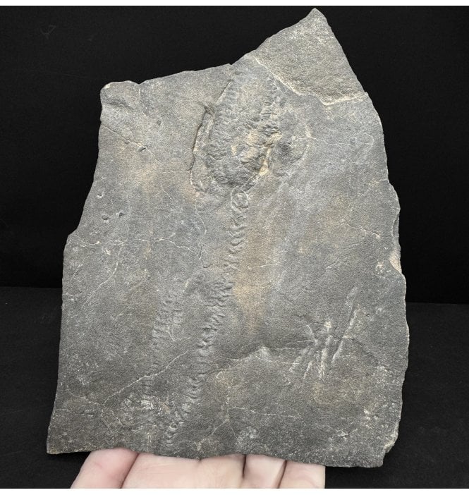 Upper Ordovician Trilobite Trackway and Resting Trace from Morocco, North Africa (SKU T1579):- Cruziana sp. and Rusophychus sp.