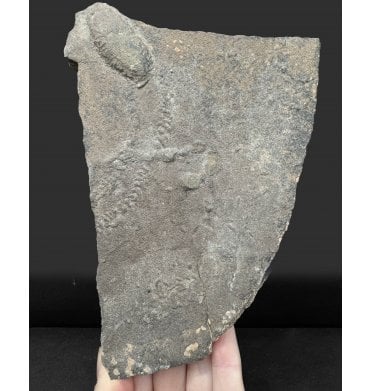 Upper Ordovician Trilobite Trackway and Resting Trace from Morocco, North Africa (SKU T1580):- Cruziana sp. and Rusophychus sp.