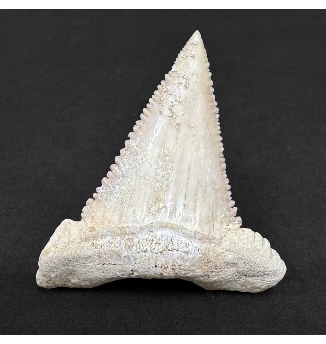 Upper Paleocene Shark Tooth from Oued Zem, Morocco (SKU V8990):- Paleocarcharodon orientalis
