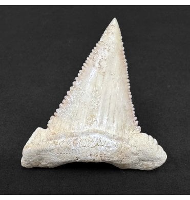 Upper Paleocene Shark Tooth from Oued Zem, Morocco (SKU V8990):- Paleocarcharodon orientalis