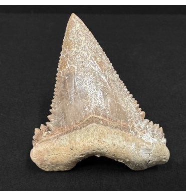 Upper Paleocene Shark Tooth from Oued Zem, Morocco (SKU V8992):- Paleocarcharodon orientalis