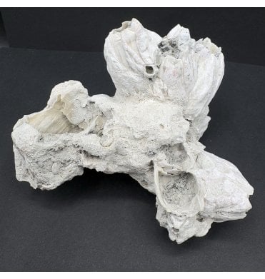 Upper Pliocene Fossil Barnacle Cluster from Sarasota, Florida, USA (SKU OF3521):- Balanus newburnensis