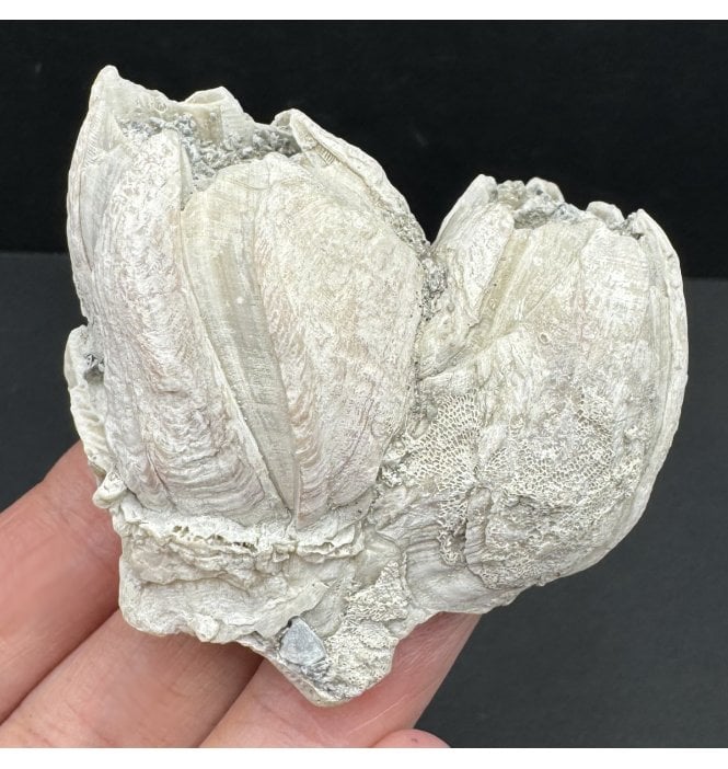 Upper Pliocene Fossil Barnacle Cluster from Sarasota, Florida, USA (SKU OF3592):- Balanus newburnensis