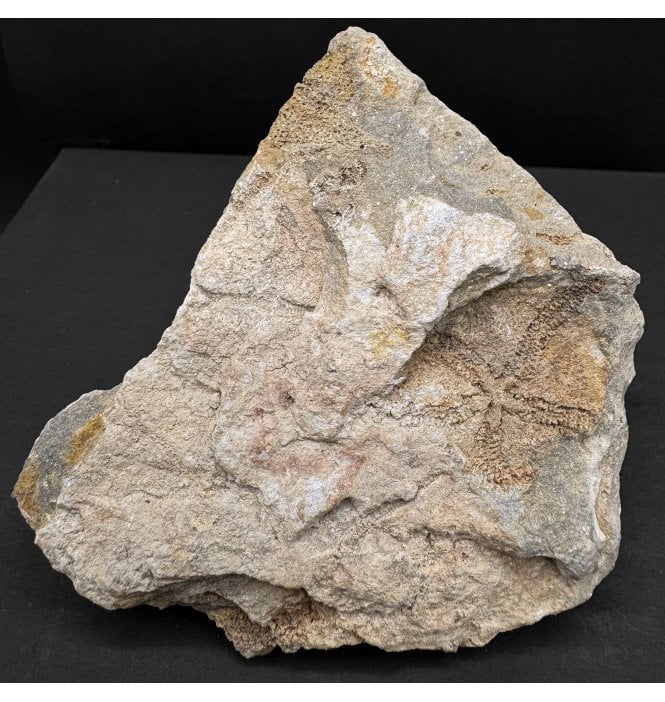 Upper Silurian Fossil Starfish from Victoria, Australia (SKU OF3937):- Saltaster selwyni