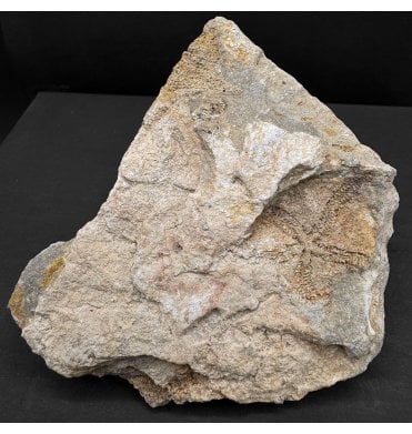 Upper Silurian Fossil Starfish from Victoria, Australia (SKU OF3937):- Saltaster selwyni
