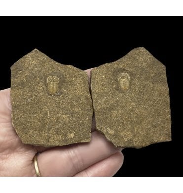 Upper Silurian Trilobite from Czechia (Czech Republic) (SKU T0907):- Otarion diffractum
