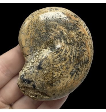 Upper Triassic Ammonoid from West Timor, Indonesia (SKU A2599):- Cladiscites Beryichi