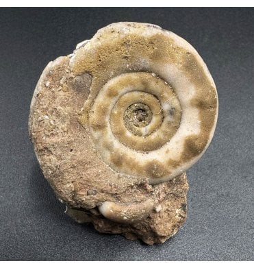 Upper Triassic Ammonoid from West Timor, Indonesia (SKU OF3129):- Xenodiscus sp.