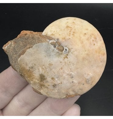 Upper Triassic Ammonoid from West Timor, Indonesia (SKU OF3174):- Lanceloites compactus