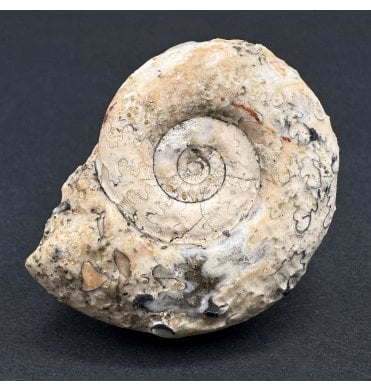 Upper Triassic Ammonoid from West Timor, Indonesia (SKU OF3587):- Ophiceras tenue