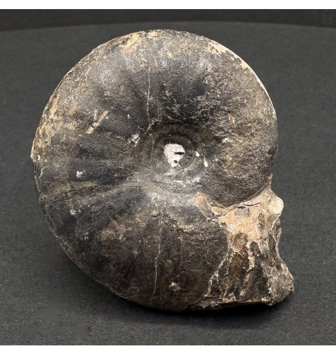 Upper Triassic Ammonoid from West Timor, Indonesia (SKU OF3589):- Meekoceras paucesculotatum