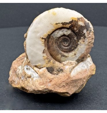 Upper Triassic Ammonoid from West Timor, Indonesia (SKU OF3590):- Ophiceras nopcsanum