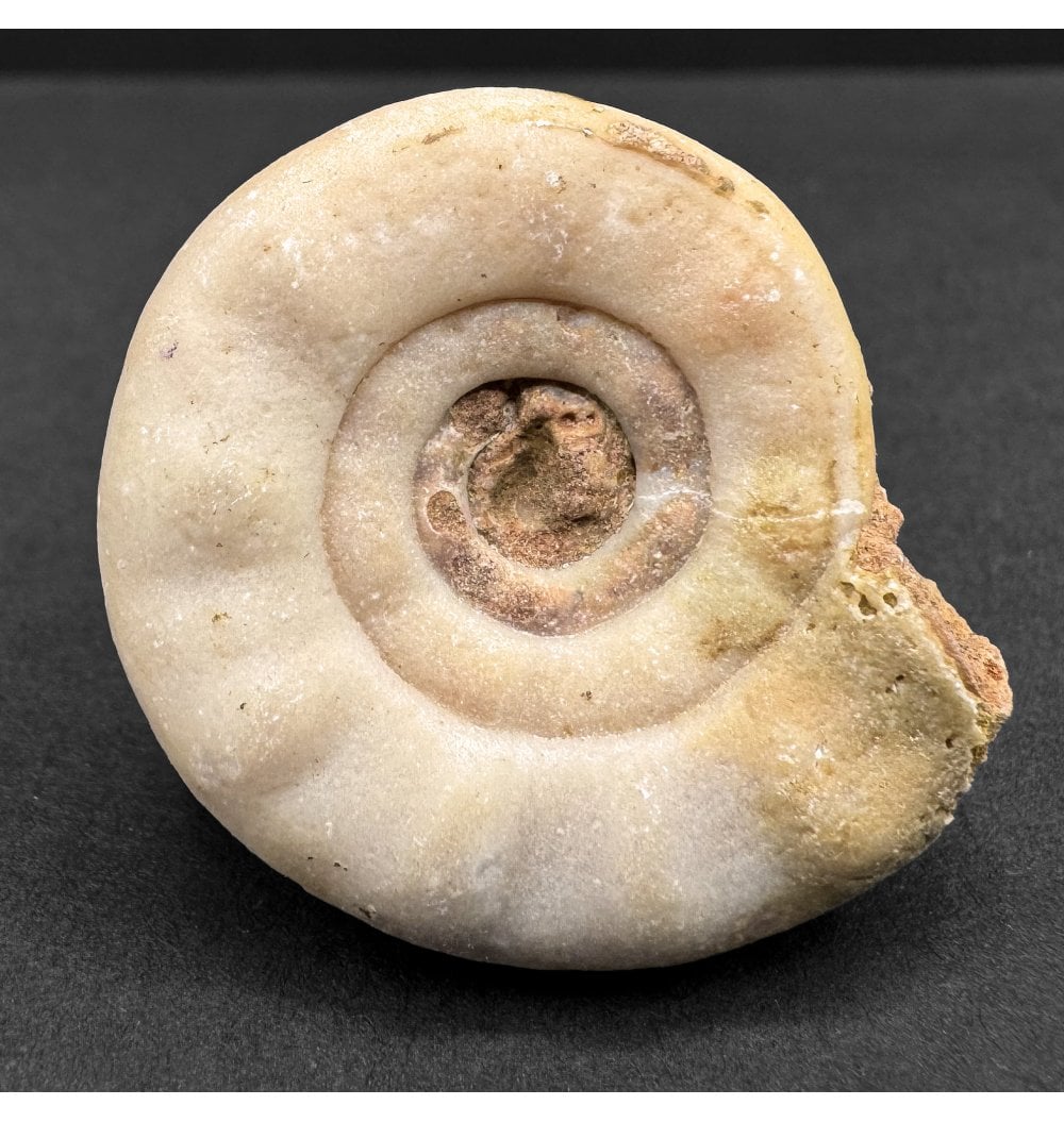 Fossils For Sale | Fossils-UK.com | Upper Triassic Ammonoid from West ...