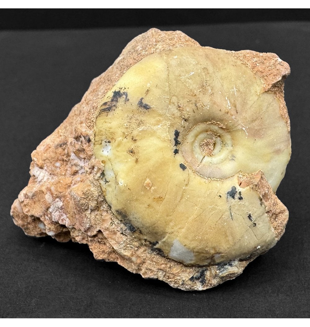 Fossils For Sale | Fossils-UK.com | Upper Triassic Ammonoid from West ...