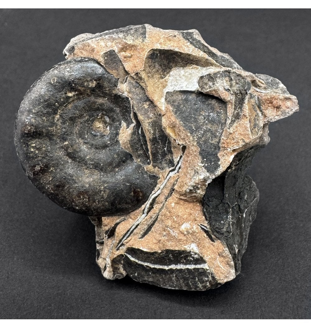 Fossils For Sale | Fossils-UK.com | Upper Triassic Ammonoid from West ...