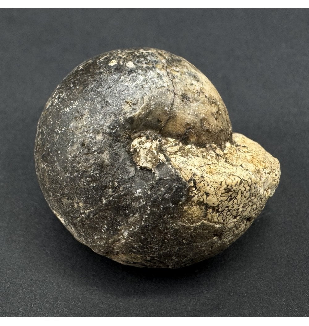 Fossils For Sale | Fossils-UK.com | Upper Triassic Ammonoid from West ...