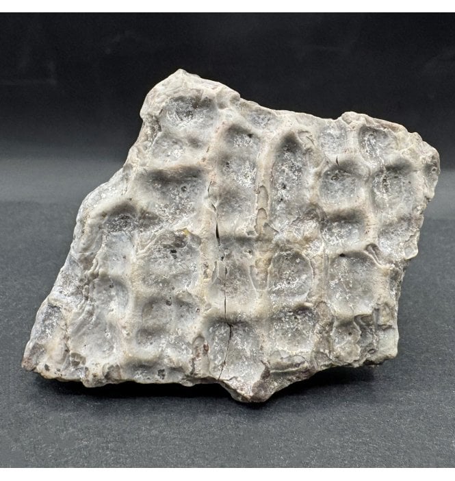Upper Triassic, Amphibian Dermal Scute from Arizona, USA (SKU V7694):- Metoposaurus sp. Indet.