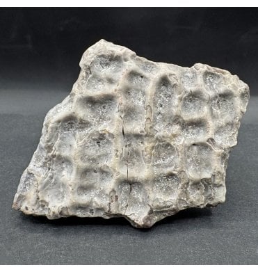 Upper Triassic, Amphibian Dermal Scute from Arizona, USA (SKU V7694):- Metoposaurus sp. Indet.