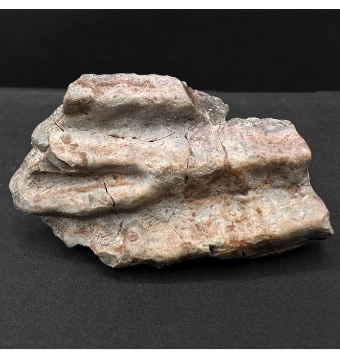 Upper Triassic, Amphibian Dermal Scute from Arizona, USA (SKU V8586):- Metoposaurus sp. Indet.