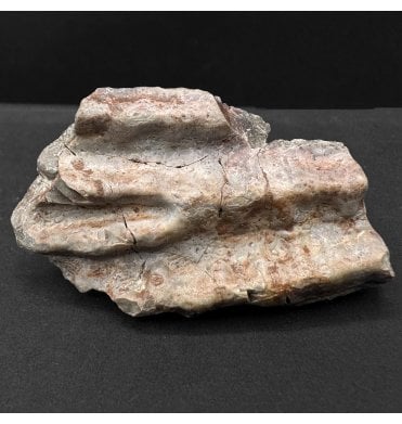 Upper Triassic, Amphibian Dermal Scute from Arizona, USA (SKU V8586):- Metoposaurus sp. Indet.