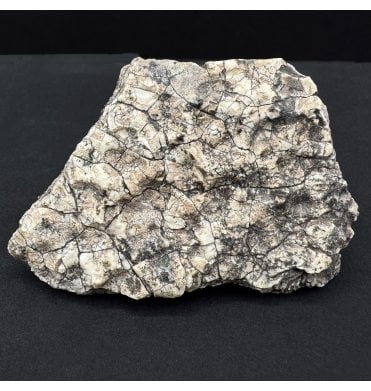 Upper Triassic, Amphibian Dermal Scute from Arizona, USA (SKU V8587):- Metoposaurus sp. Indet.