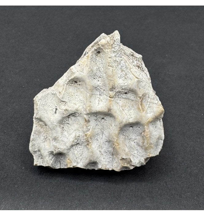 Upper Triassic, Amphibian Dermal Scute from Arizona, USA (SKU V8659):- Metoposaurus sp. Indet.