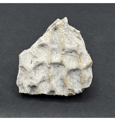 Upper Triassic, Amphibian Dermal Scute from Arizona, USA (SKU V8659):- Metoposaurus sp. Indet.