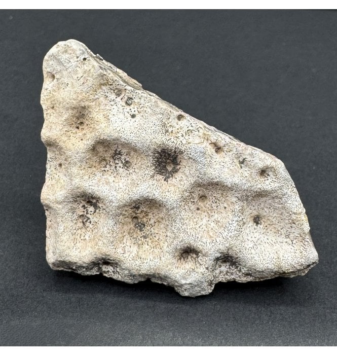 Upper Triassic, Amphibian Dermal Scute from Arizona, USA (SKU V8660):- Metoposaurus sp. Indet.