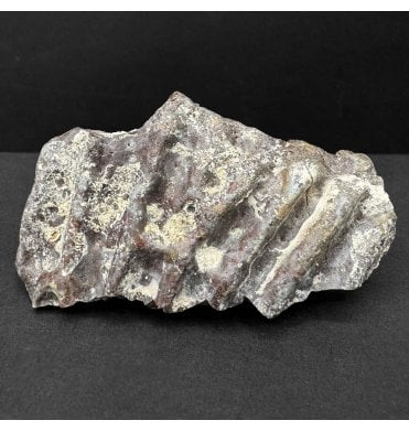 Upper Triassic, Amphibian Dermal Scute from Arizona, USA (SKU V8674):- Metoposaurus sp. Indet.