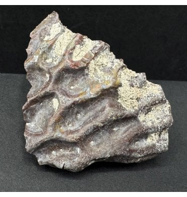 Upper Triassic, Amphibian Dermal Scute from Arizona, USA (SKU V8675):- Metoposaurus sp. Indet.