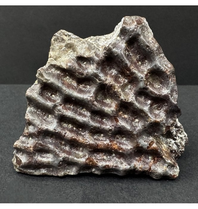 Upper Triassic, Amphibian Dermal Scute from Arizona, USA (SKU V9149):- Metoposaurus sp. Indet.