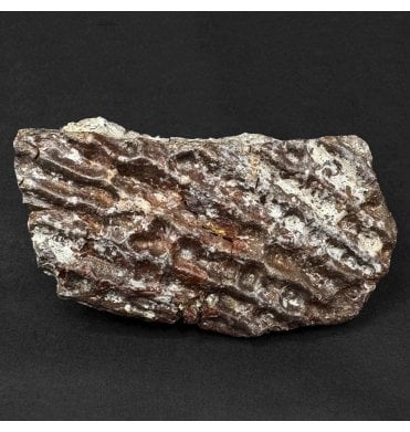 Upper Triassic, Amphibian Dermal Scute from Arizona, USA (SKU V9150):- Metoposaurus sp. Indet.