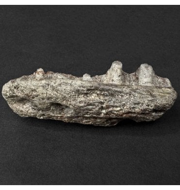 Upper Triassic, Amphibian Jaw Section from Arizona, USA (SKU V9148):- Metoposaurus sp. Indet.