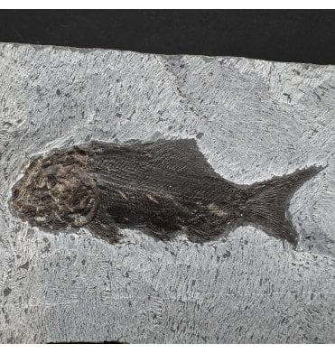 Upper Triassic Fossil Fish from Austria (SKU V7134):- Paralepidotus ornatus