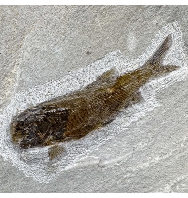 Upper Triassic Fossil Fish from Austria (SKU V7395):- Paralepidotus ornatus