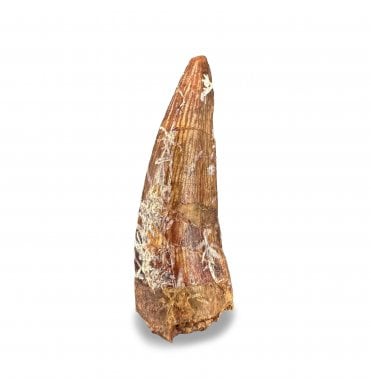 Upper Triassic Phytosaur Tooth from Arizona, USA:- Leptosuchus crosbiensis (SKU V8766)