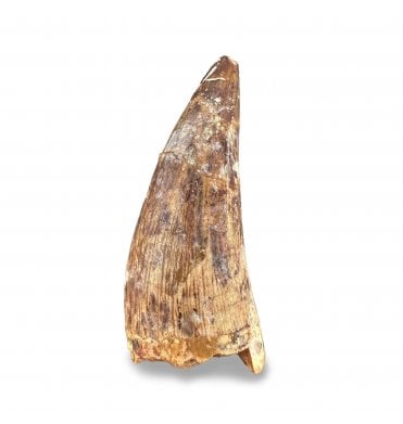 Upper Triassic Phytosaur Tooth from Arizona, USA:- Machaeroprosopus (Smilosuchus) gregorii (SKU V8768)