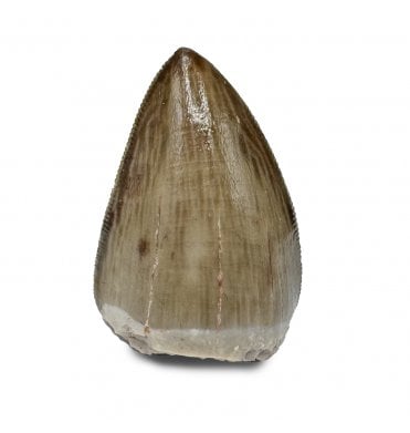 Upper Triassic Phytosaur Tooth from Arizona, USA (SKU V9147):- Rutiodon cf. carolinesis