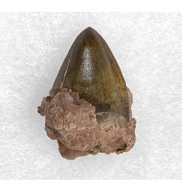 Upper Triassic Phytosaur Tooth from Bull Canyon Formation, New Mexico, USA (SKU V3090):- Rutiodon cf. carolinesis