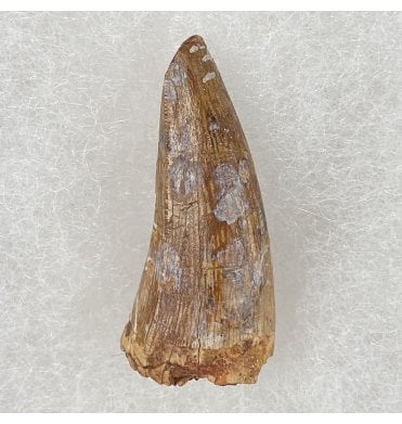 Upper Triassic Phytosaur Tooth from Chinle Formation, Arizona, USA (SKU V3054):- Machaeroprospus (Smilosuchus) gregorii